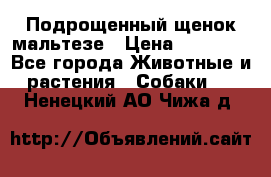Подрощенный щенок мальтезе › Цена ­ 15 000 - Все города Животные и растения » Собаки   . Ненецкий АО,Чижа д.
